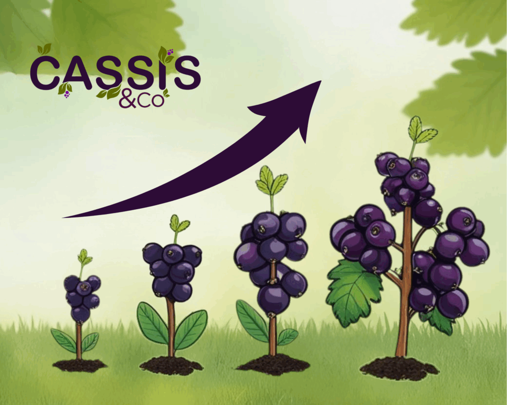Fond vert type illustration avec en premier plan des plantes de cassis qui grzandissent
